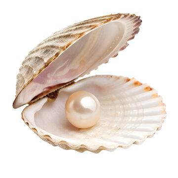 Seashell with pearl inside isolated on white background png