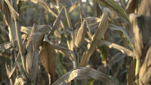 Dried Corn Stalks in Field Harvest Seasons Golden Brown Husks and Leaves, Capturing Texture and Color in Agriculture