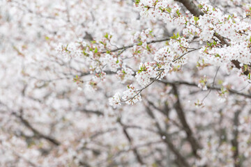 Full bloomed cherry blossoms. 