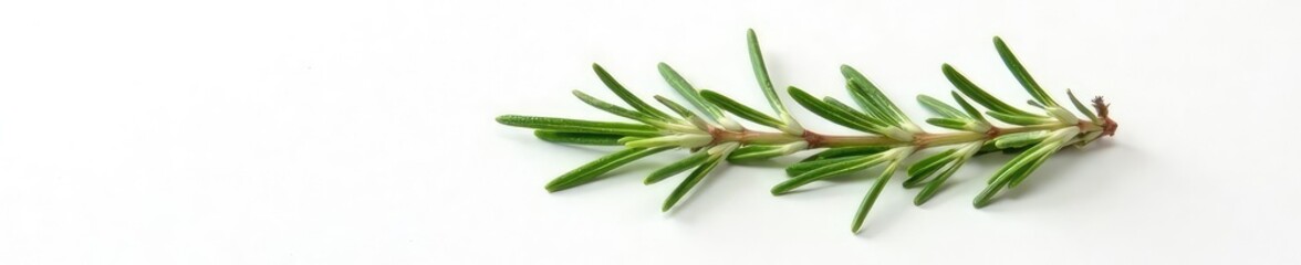 Obraz premium Single sprig of rosemary isolated on white paper, garden, botanical, leaf