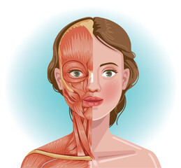 Female facial muscles anatomy