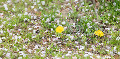 Common dandelions found by the roadside. Taraxacum officinale