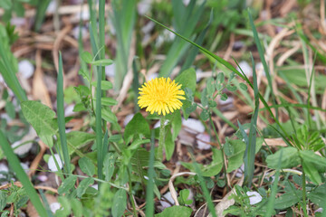 Common dandelions found by the roadside. Taraxacum officinale © two K