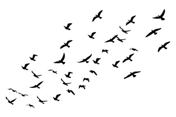 Fototapeta premium Flying Birds Silhouette Vector