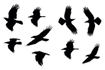 Flying Birds Silhouette Vector