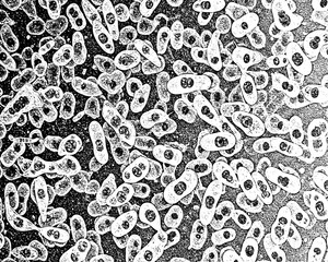 Naklejka premium Detailed black-and-white bacteria texture in transparent PNG. Ideal for medical, biotech, and educational designs. High-res overlay for infographics and posters. Grunge texture background 