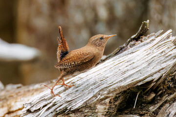 小さい体で大きな声で必死にさえずる可愛いミソサザイ（ミソサザイ科）
英名学名：Eurasian Wren (Troglodytes troglodytes)
新緑が美しい。
神奈川県清川村、早戸川林道-2025年
