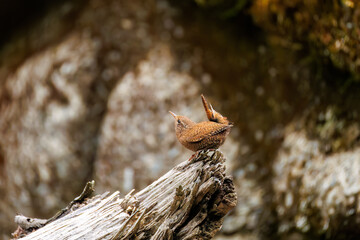 小さい体で大きな声で必死にさえずる可愛いミソサザイ（ミソサザイ科）
英名学名：Eurasian Wren (Troglodytes troglodytes)
新緑が美しい。
神奈川県清川村、早戸川林道-2025年
