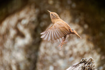 小さい体で大きな声で必死にさえずる可愛いミソサザイ（ミソサザイ科）
英名学名：Eurasian Wren (Troglodytes troglodytes)
新緑が美しい。
神奈川県清川村、早戸川林道-2025年
