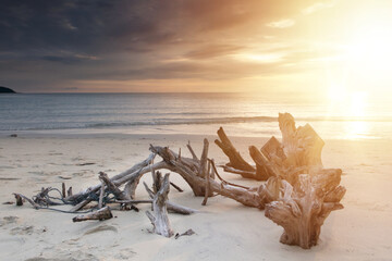 Sunset,Blue sea and blue sky with clouds nature background, A piece of driftwood