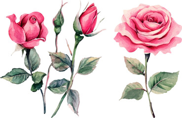 set of pink roses vector