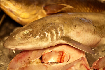 Dead shark for sale at fish market