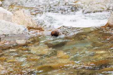 小川で餌を探す綺麗なカワガラス（カワガラス科）
水が得意なので滝の中にも飛び込む
英名学名：Brown Dipper (Cinclus pallasii)
新緑が美しい。
神奈川県清川村、早戸川林道-2025年
