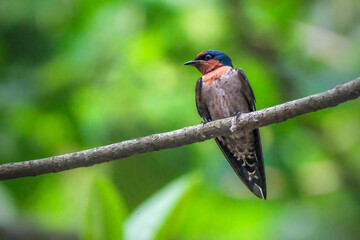 Pacific Swallow or Hill Swallow (Hirundo tahitica)