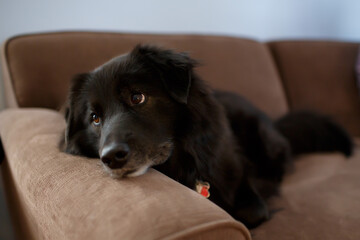 Black dog resting on a brown couch, gazing off thoughtfully