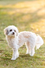 Fluffy white dog standing on grass in golden afternoon light