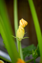 Baby Squash Flower Bud in Garden