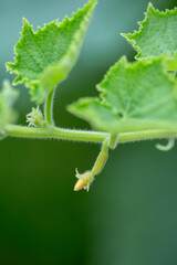 Baby Cucumber Growing on the Plant
