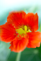 Fototapeta premium Bright Orange Nasturtium Flowers in Bloom