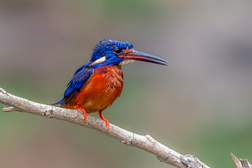 the blue-eared kingfisher perching on branch