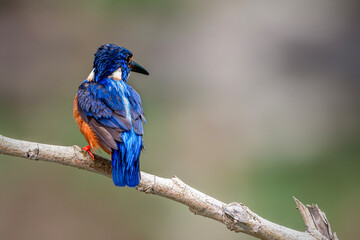 the blue-eared kingfisher perching on branch