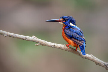 the blue-eared kingfisher perching on branch