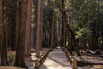 Wooden pathway through a peaceful forest filled with tall trees