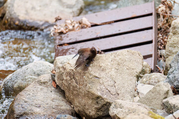 小川で餌を探す綺麗なカワガラス（カワガラス科）
水が得意なので滝の中にも飛び込む
英名学名：Brown Dipper (Cinclus pallasii)
新緑が美しい。
神奈川県清川村、早戸川林道-2025年
