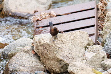 小川で餌を探す綺麗なカワガラス（カワガラス科）
水が得意なので滝の中にも飛び込む
英名学名：Brown Dipper (Cinclus pallasii)
新緑が美しい。
神奈川県清川村、早戸川林道-2025年
