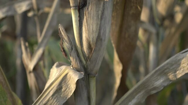 Dried Corn Stalks in Field Harvest Seasons Golden Brown Husks and Leaves, Capturing Texture and Color in Agriculture