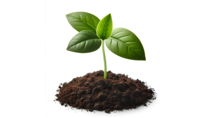 young seedling plant growing from soil isolated on white or transparent pngGreen Seedling Sprouting from Soil – Isolated PNG on White Background for Eco Design

