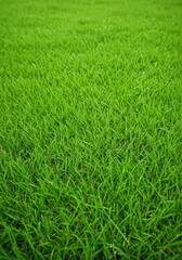 Obraz premium Close Up of Fresh Green Grass Blades in a Lush Field