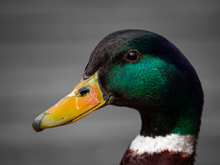 close up of a duck