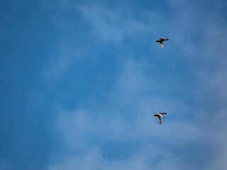 birds in flight