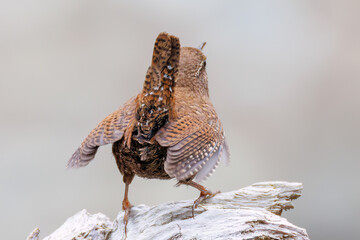 小さい体で大きな声で必死にさえずる可愛いミソサザイ（ミソサザイ科）
新緑が美しい。
英名学名：Eurasian Wren (Troglodytes troglodytes)
神奈川県清川村、早戸川林道-2025年
