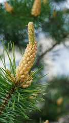 Lodgepole pine is an evergreen tree.