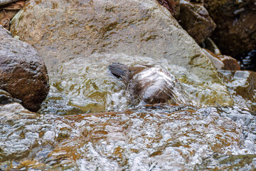 小川で餌を探す綺麗なカワガラス（カワガラス科）
水が得意なので滝の中にも飛び込む
英名学名：Brown Dipper (Cinclus pallasii)
新緑が美しい。
神奈川県清川村、早戸川林道-2025年
