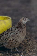 Close-Up of a Pheasant Next to a Yellow Plastic Container Outdoors