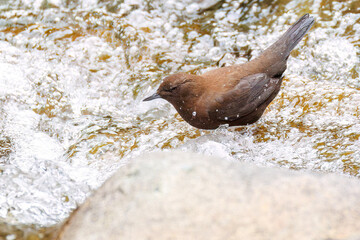小川で餌を探す綺麗なカワガラス（カワガラス科）
水が得意なので滝の中にも飛び込む
英名学名：Brown Dipper (Cinclus pallasii)
新緑が美しい。
神奈川県清川村、早戸川林道-2025年
