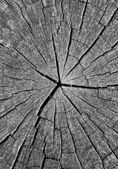 Fototapeta premium Cross Section Of A Dark Tree Trunk with Growth Ring Patterns