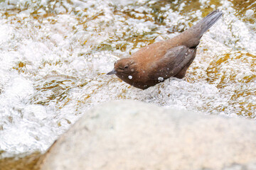 小川で餌を探す綺麗なカワガラス（カワガラス科）
水が得意なので滝の中にも飛び込む
英名学名：Brown Dipper (Cinclus pallasii)
新緑が美しい。
神奈川県清川村、早戸川林道-2025年
