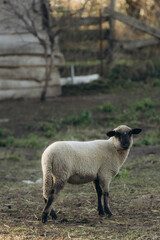 Naklejka premium Farmyard Scene Featuring a Lone Sheep Grazing in a Rural Setting