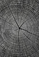 Fototapeta premium Cross Section of Tree Trunk Displaying Growth Rings Patterned Texture