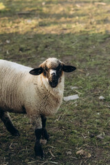Young Sheep Standing in Sunlit Pasture During Early Morning