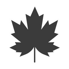 Obraz premium Maple leaf silhouette isolated on white background 