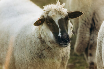 Close-Up Photograph of a Sheep Grazing on a Farm Field