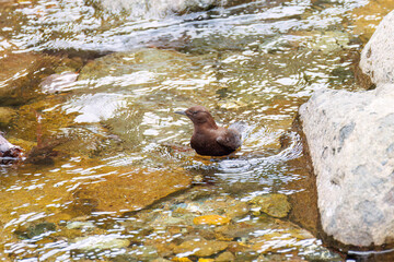 小川で餌を探す綺麗なカワガラス（カワガラス科）
水が得意なので滝の中にも飛び込む
英名学名：Brown Dipper (Cinclus pallasii)
新緑が美しい。
神奈川県清川村、早戸川林道-2025年
