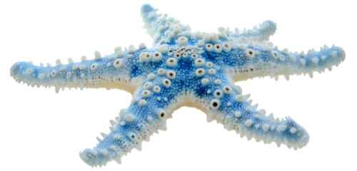  Starfish, blue color, transparent background, PNG file for graphic design. The starfish has a blue color and a transparent background,