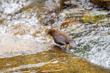 小川で餌を探す綺麗なカワガラス（カワガラス科）
水が得意なので滝の中にも飛び込む
英名学名：Brown Dipper (Cinclus pallasii)
新緑が美しい。
神奈川県清川村、早戸川林道-2025年
