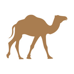 camel on the white background
